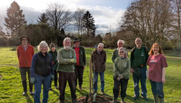 Community Orchard Trees Replanted and Wildness Area Maintained in Willow Park